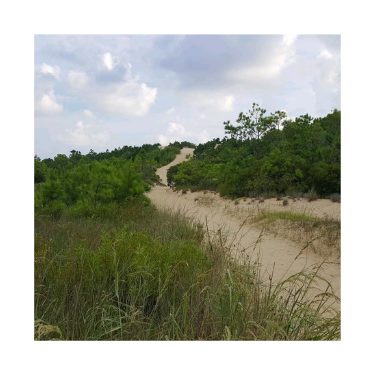 Beach sand dune.